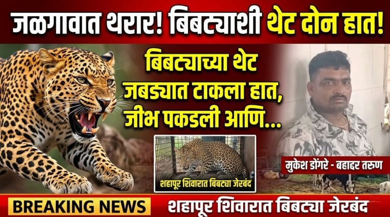 बिबट्या विरुद्ध मुकेश डोंगरे; जळगाव शहापूर शिवारातील थरारक घटना!