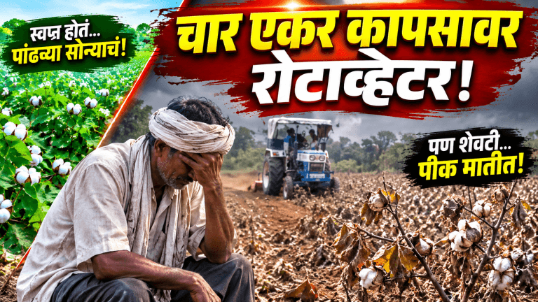 चार एकर कापसावर रोटाव्हेटर; हवालदिल शेतकऱ्याचा टोकाचा निर्णय!